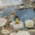 Tux was with us, as usual. He did prefer not to take a bath in this hot surroundings.