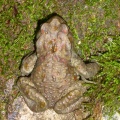 P1030420.JPG -- Japanese stream toad ナガレヒキガエル