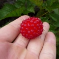 P1030958.JPG -- An enormous raspberry, one of about 20000 we found up there.