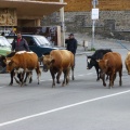 P1040052.JPG -- Cows on the street in Kazbegi