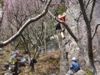 Climbing Yugawara Makuiwa 湯河原・幕岩 March 2014