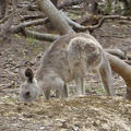 P1000889.JPG -- More Kangarooh in La Trobe University Wildlife Sanctuary