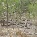 P1000892.JPG -- More Kangaroohs in La Trobe University Wildlife Sanctuary