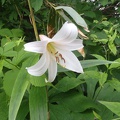 084.JPG -- Sasayuri (Lilium japonicum)
