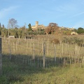P1030742.JPG -- Wine yards near the Certosa