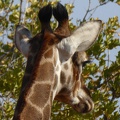  -- The horns give away male/female giraffes