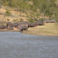  -- Hippos bathing in the sun